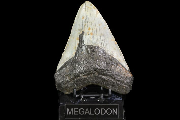 Huge, Fossil Megalodon Tooth - North Carolina #75530